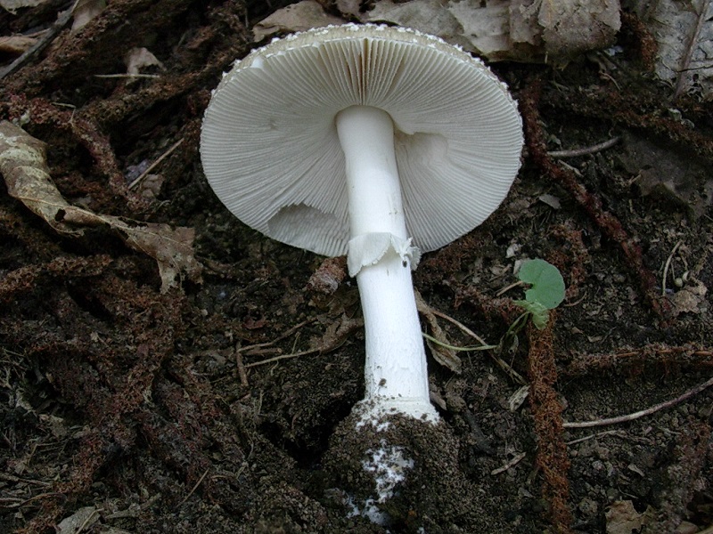 424 Agosto vecchio ritrovamento